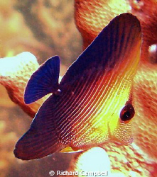 go fish--sealife dc1000 by Richard Campbell 